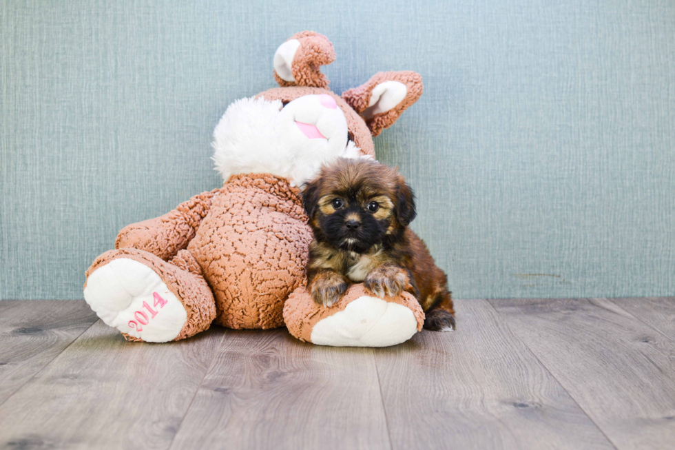 Shorkie Pup Being Cute