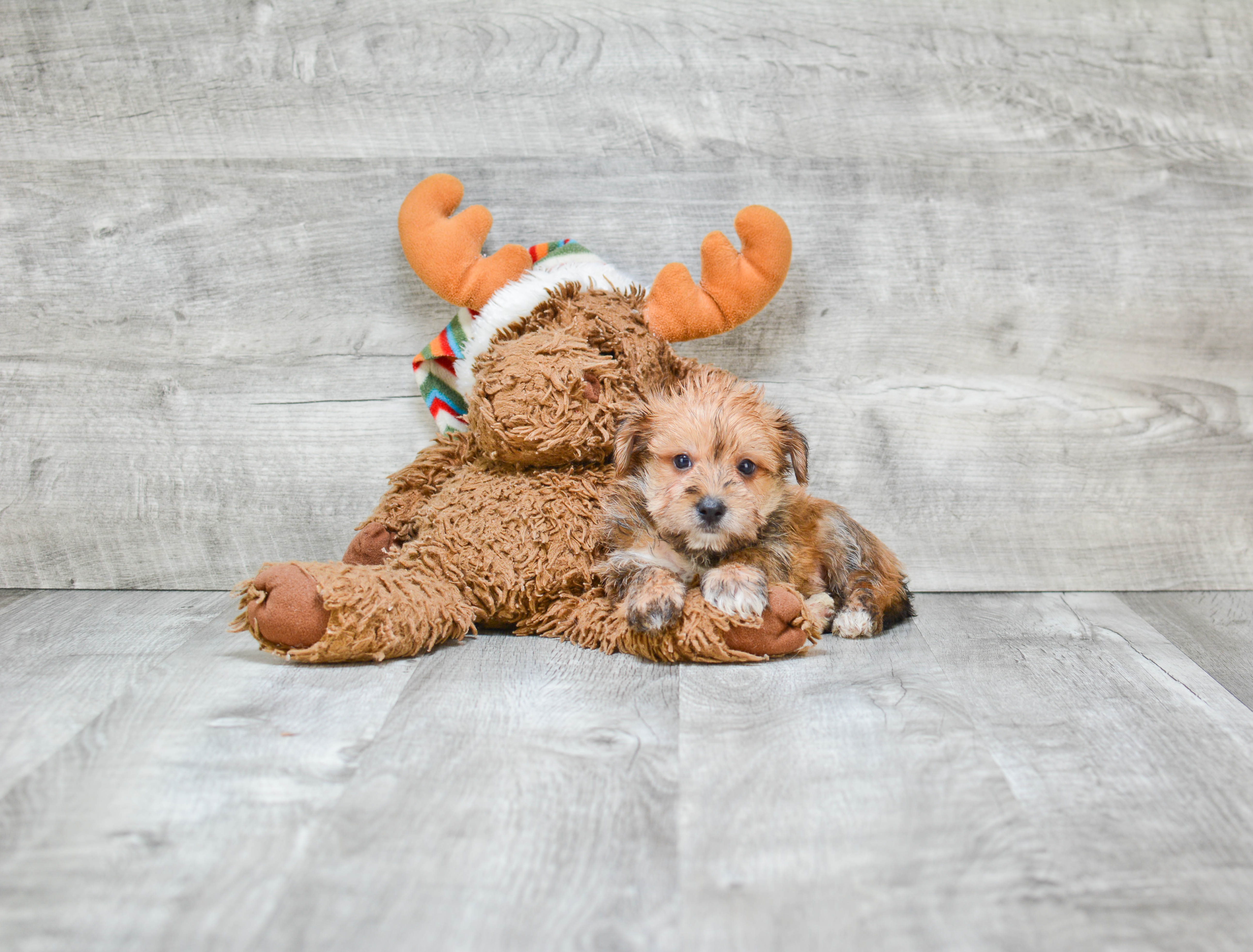 Sweet Morkie Baby