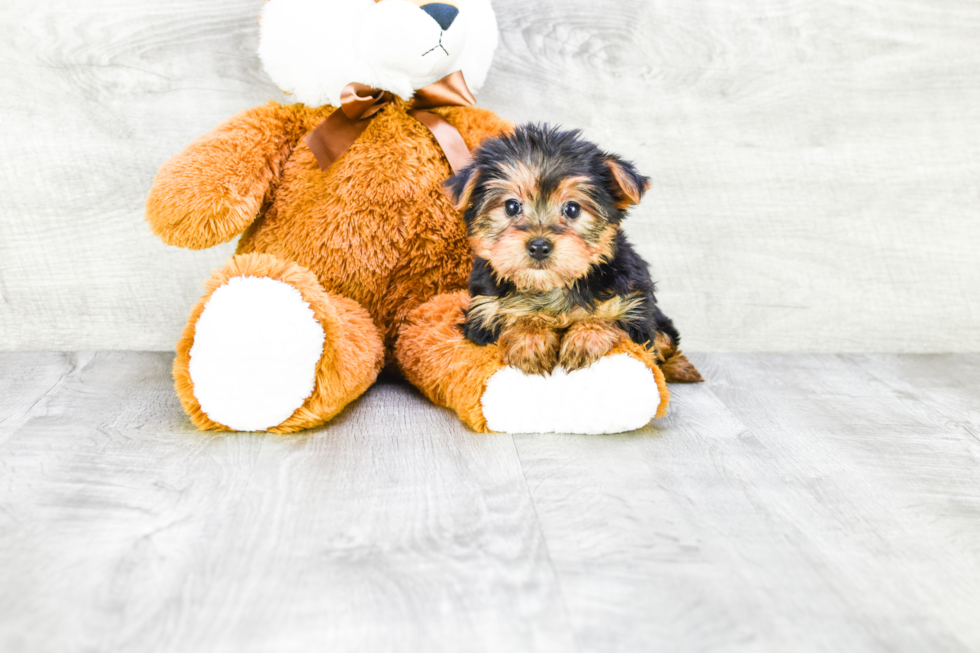 Meet Izzie - our Yorkshire Terrier Puppy Photo 