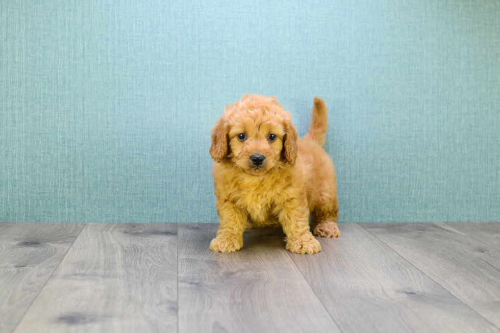 Friendly Mini Goldendoodle Baby