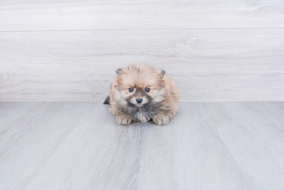 Pomeranian Puppy for Adoption