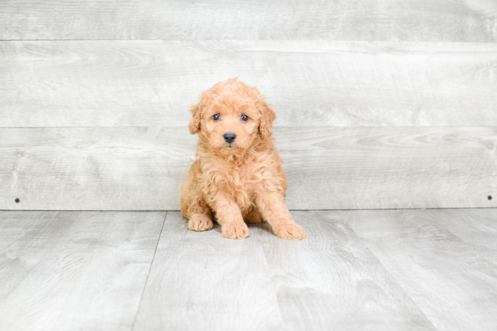 Mini Goldendoodle Pup Being Cute