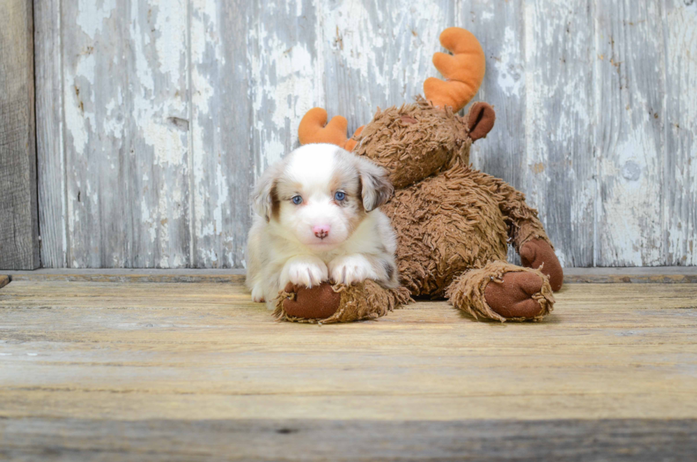 Mini Aussiedoodle Pup Being Cute