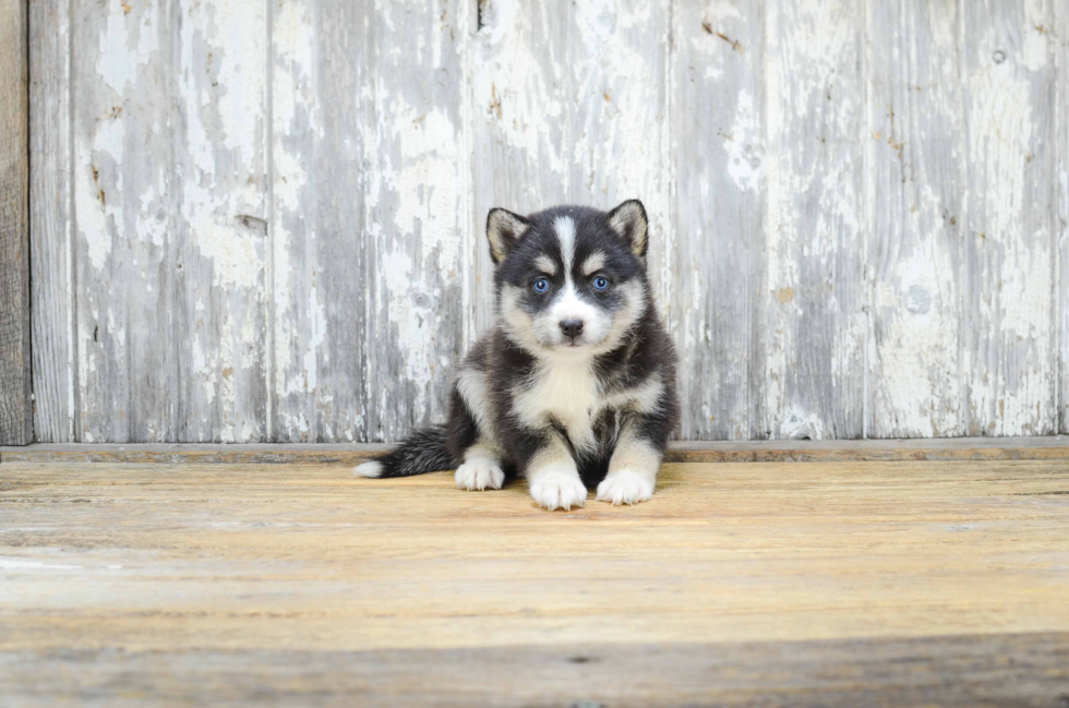 Best Pomsky Baby