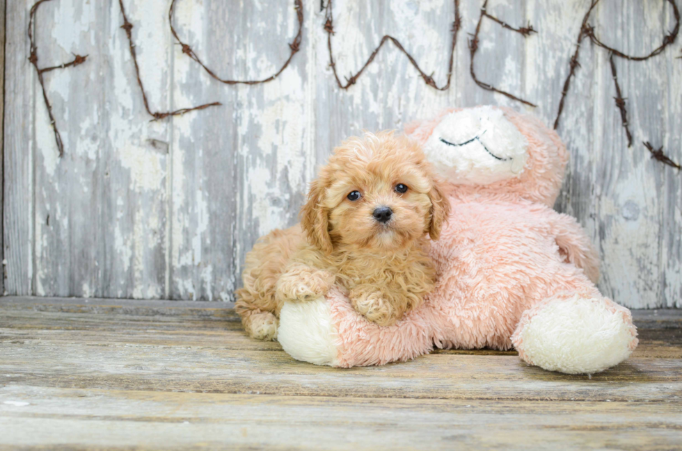 Best Cavapoo Baby