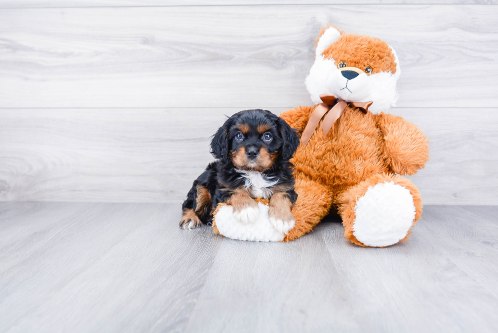 Happy Cavalier King Charles Spaniel Purebred Puppy