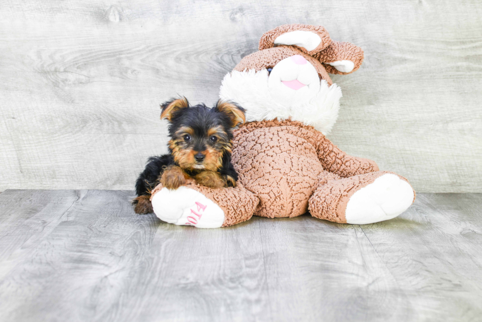 Meet Stevo - our Yorkshire Terrier Puppy Photo 