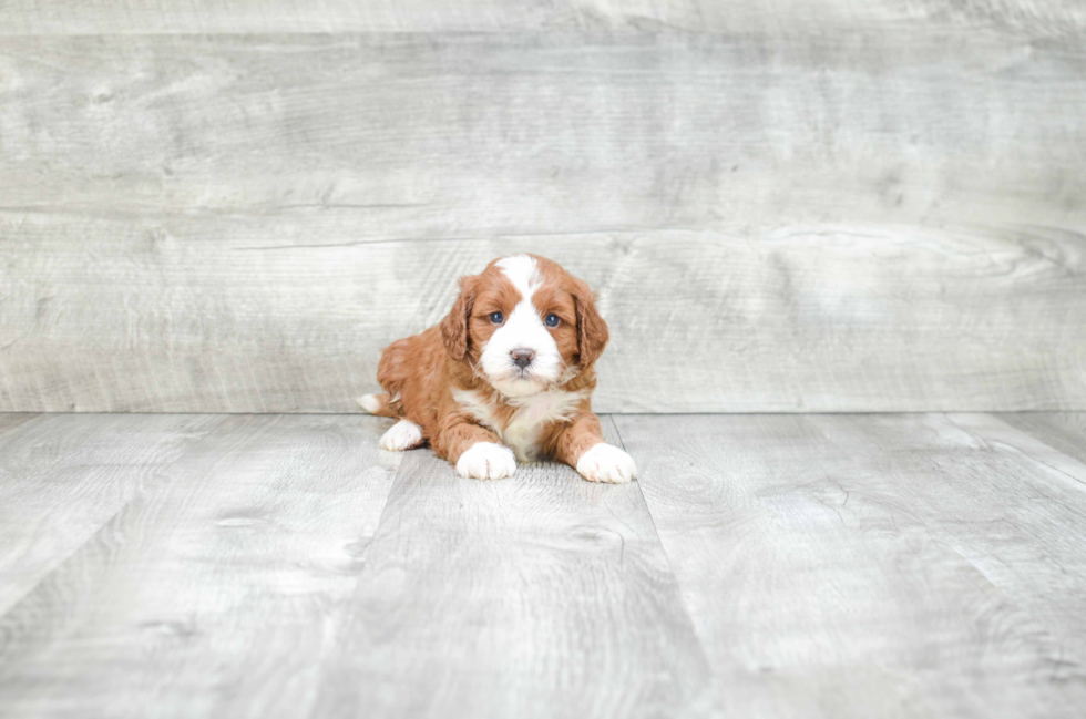 Cavapoo Puppy for Adoption