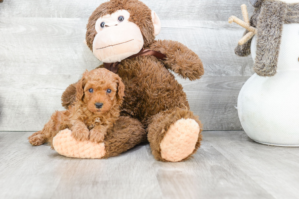 Happy Cavapoo Baby