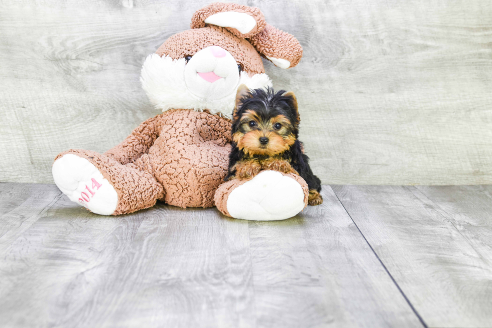 Meet Ronaldo - our Yorkshire Terrier Puppy Photo 