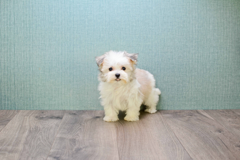 Havanese Puppy for Adoption