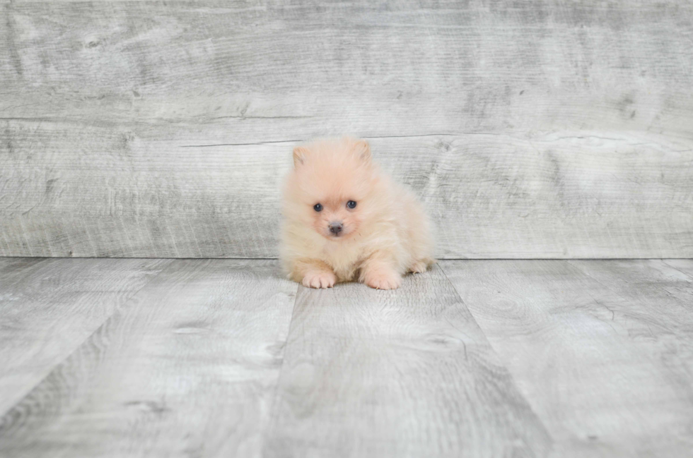 Pomeranian Puppy for Adoption