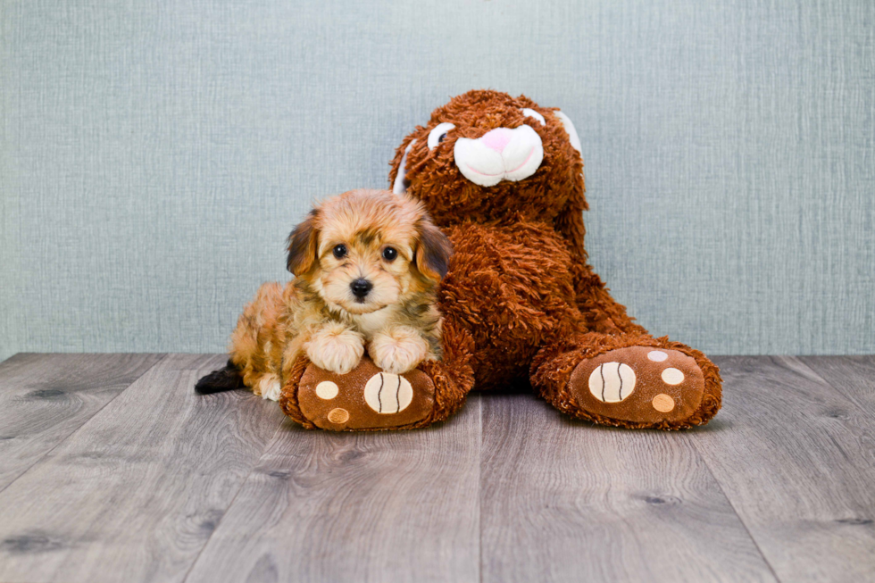 Happy Morkie Baby