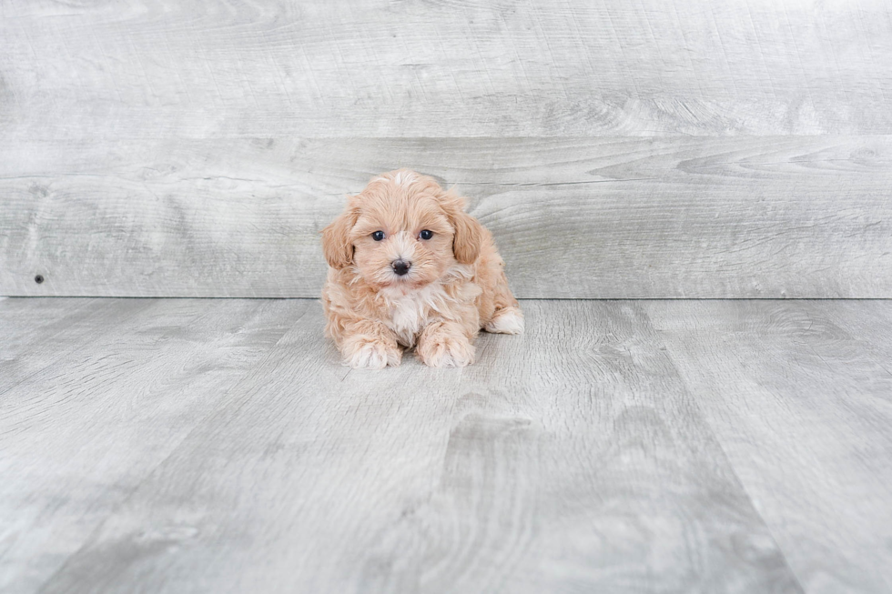 Maltipoo Pup Being Cute