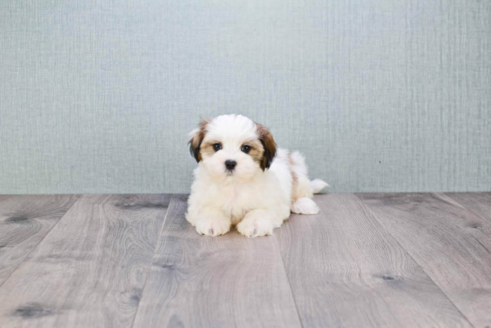 Teddy Bear Pup Being Cute