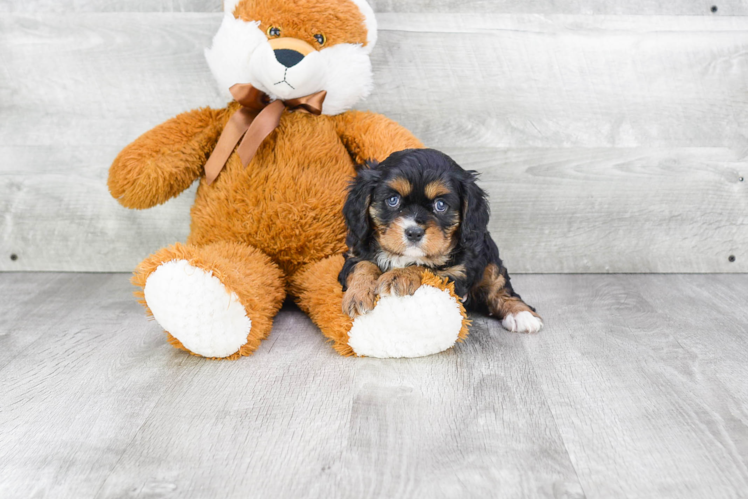 Happy Cavalier King Charles Spaniel Purebred Puppy