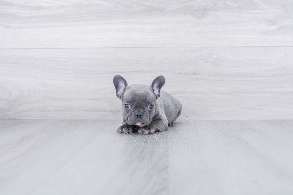 Best French Bulldog Baby