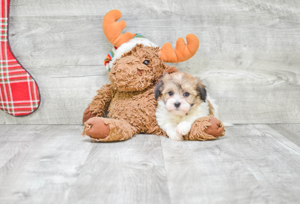 Small Havanese Purebred Pup