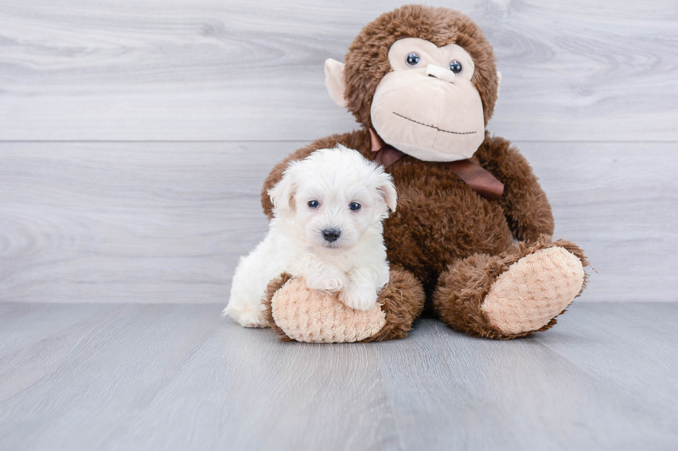 Best Maltipoo Baby