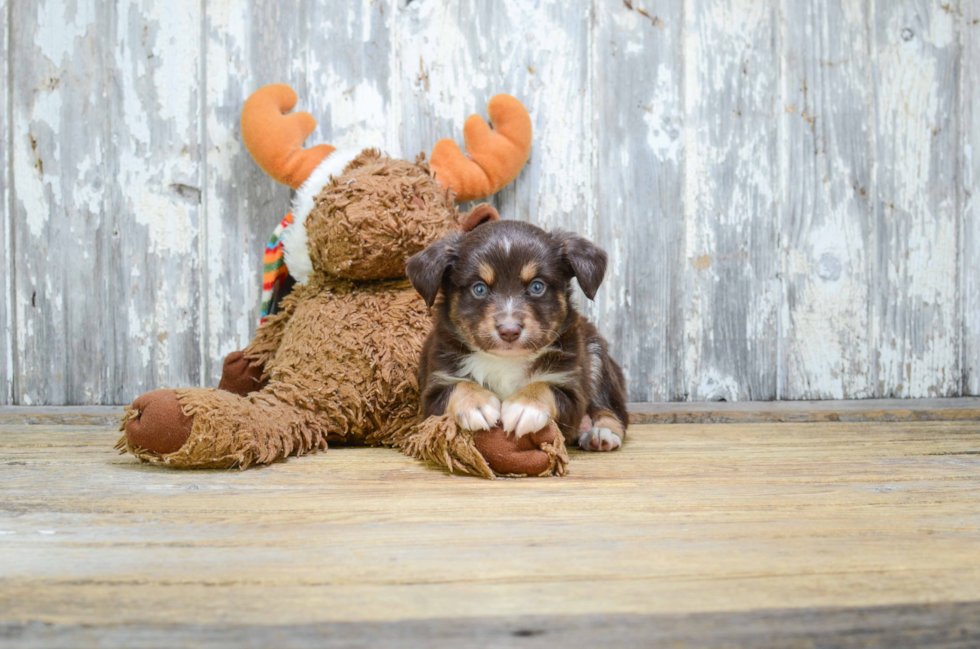 Mini Aussiedoodle Puppy for Adoption