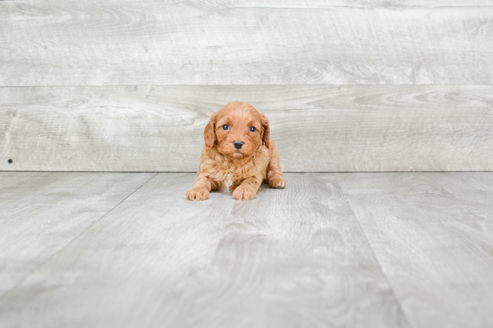 Cavapoo Puppy for Adoption