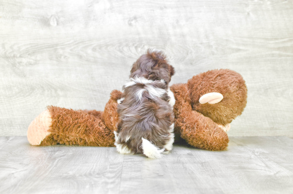 Havanese Puppy for Adoption
