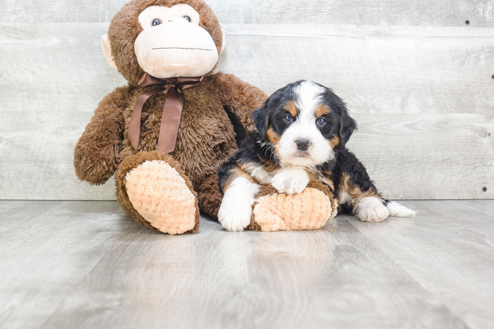 Sweet Mini Bernedoodle Baby