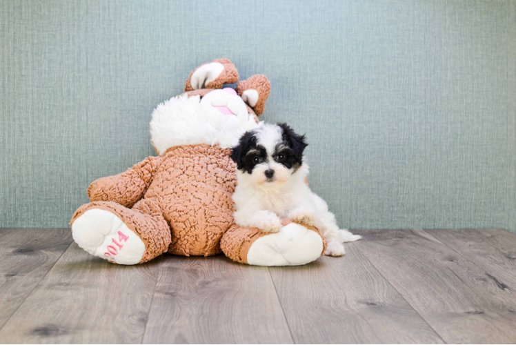 Maltipoo Pup Being Cute