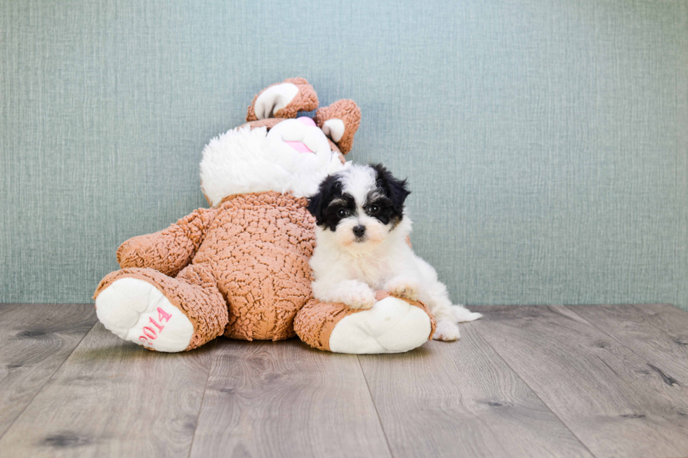 Maltipoo Pup Being Cute