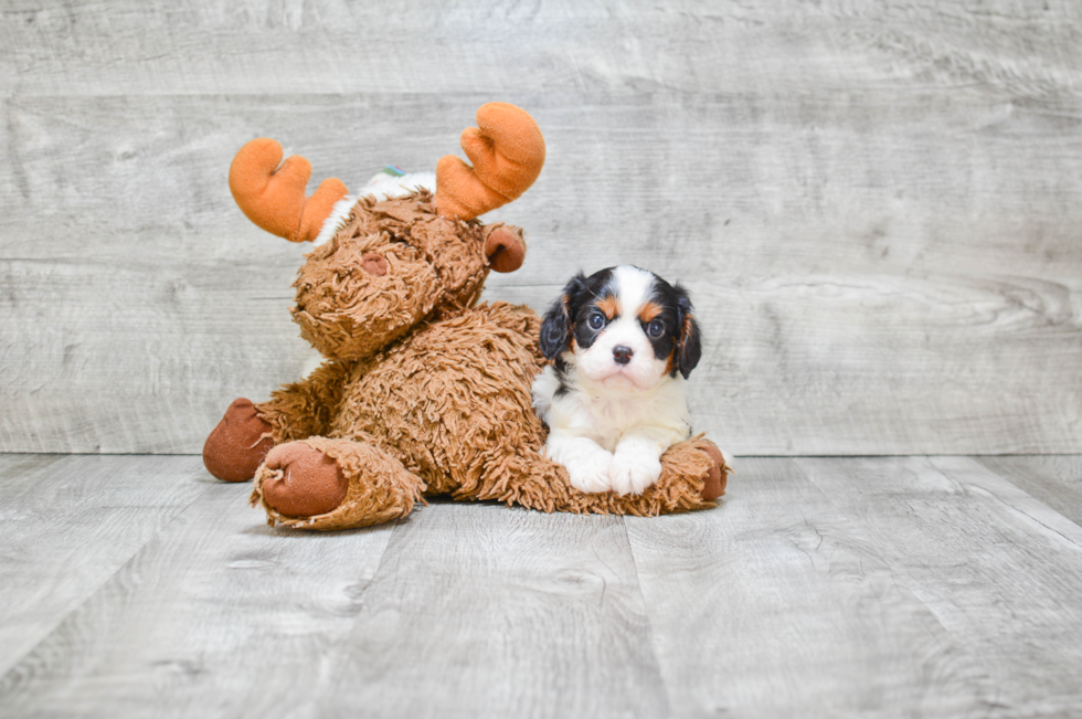 Best Cavalier King Charles Spaniel Baby