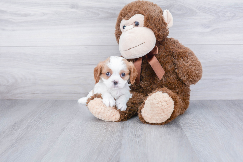 Cavalier King Charles Spaniel Puppy for Adoption