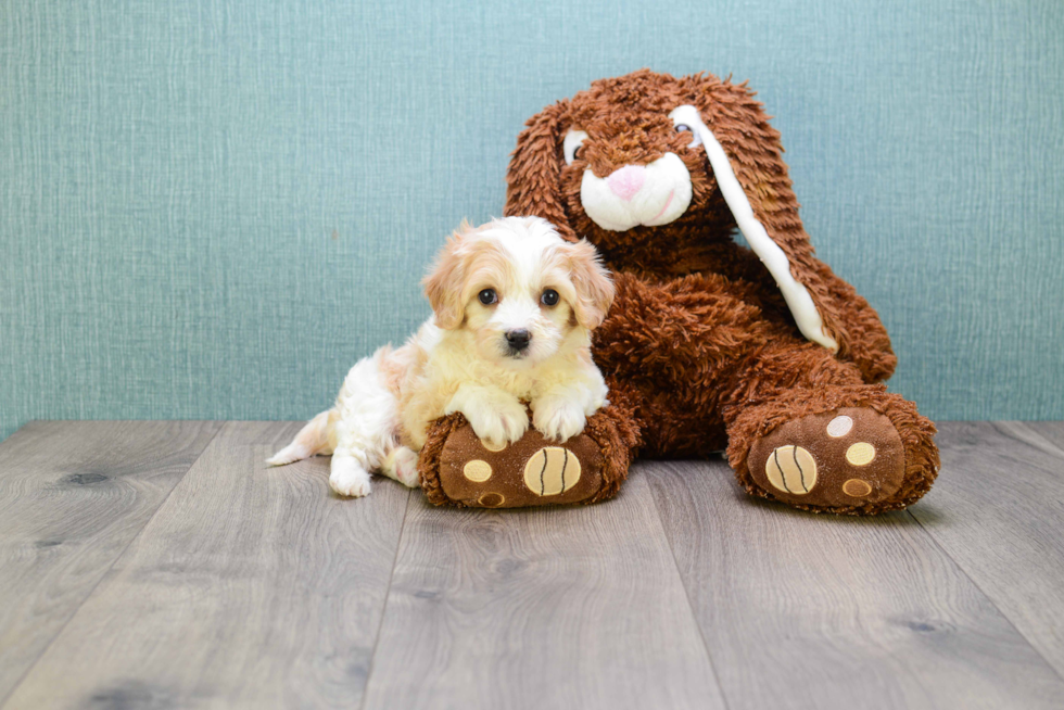 Meet Liz - our Cavachon Puppy Photo 