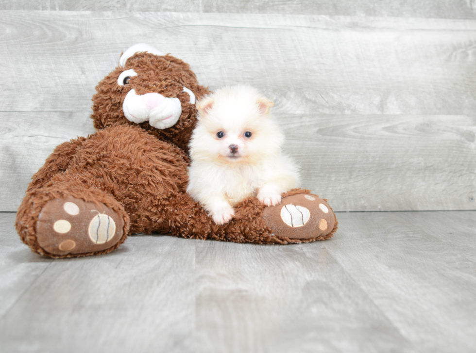 Pomeranian Pup Being Cute