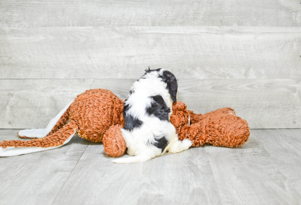 Sweet Cavalier King Charles Spaniel Purebred Puppy