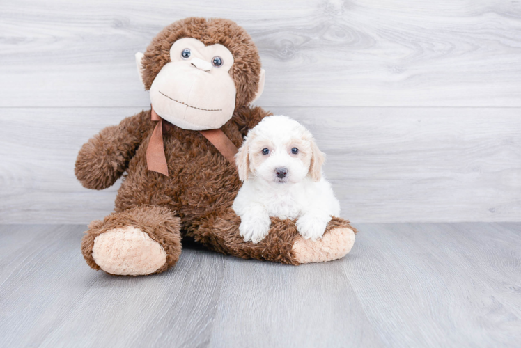 Best Maltipoo Baby
