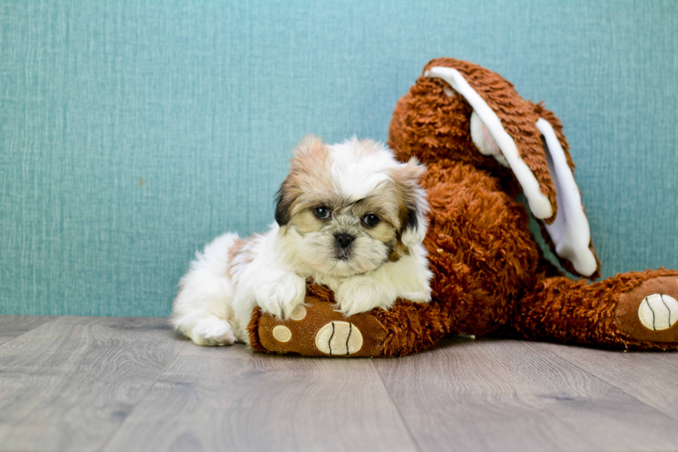 Teddy Bear Puppy for Adoption