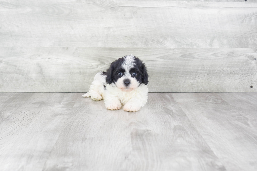 Adorable Havanese Purebred Puppy