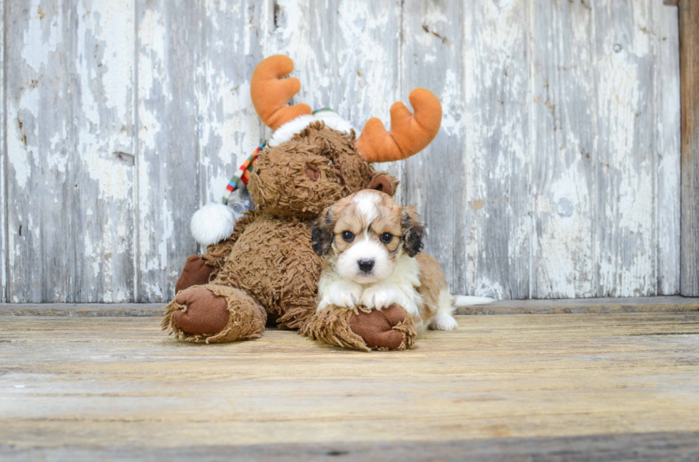 Cavachon Pup Being Cute