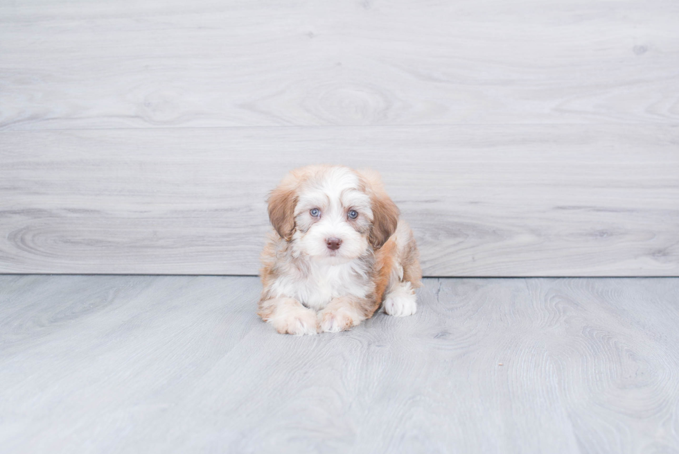 Adorable Bernadoodle Poodle Mix Puppy