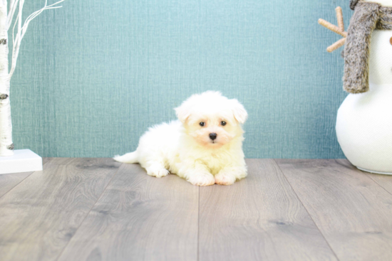 Adorable Maltepoo Poodle Mix Puppy