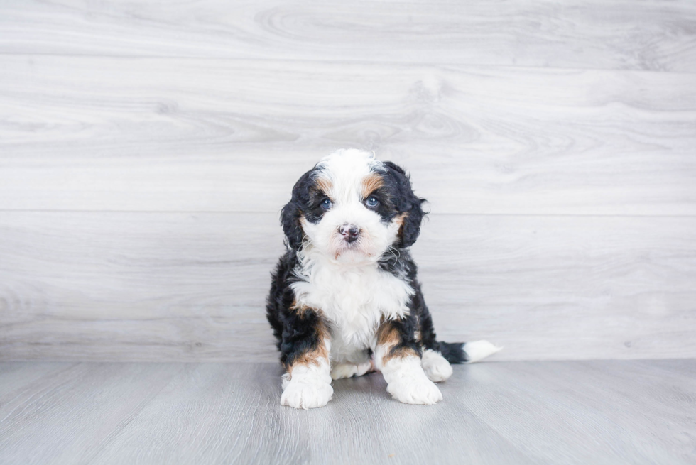 Little Bernadoodle Poodle Mix Puppy