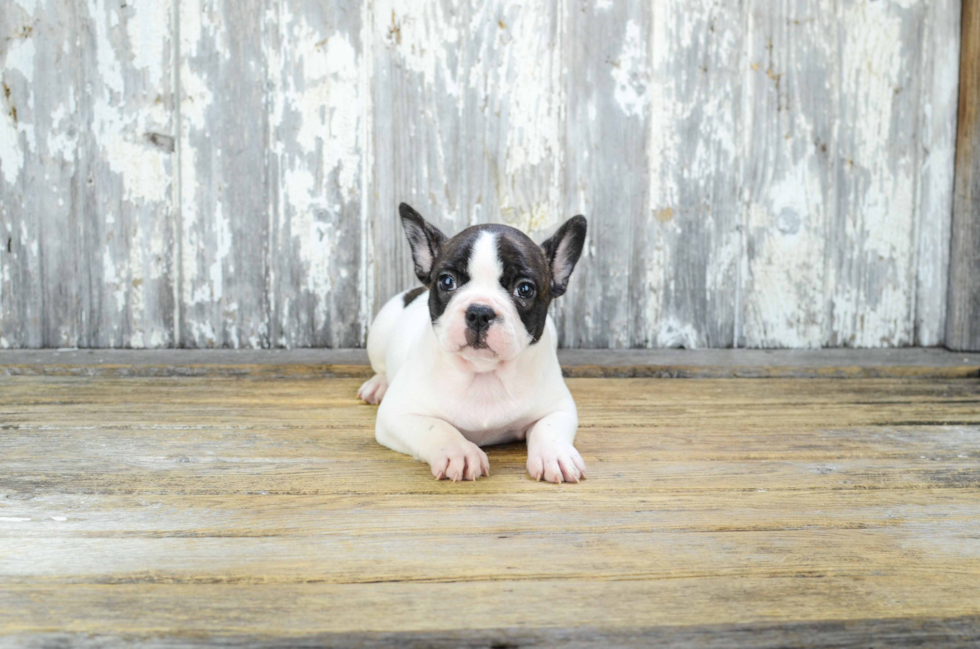 Hypoallergenic French Bulldog Purebred Pup