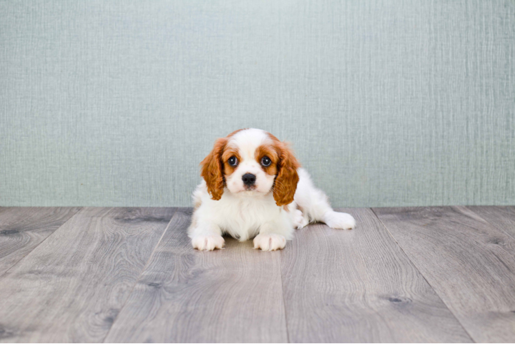 Funny Cavalier King Charles Spaniel Purebred Pup