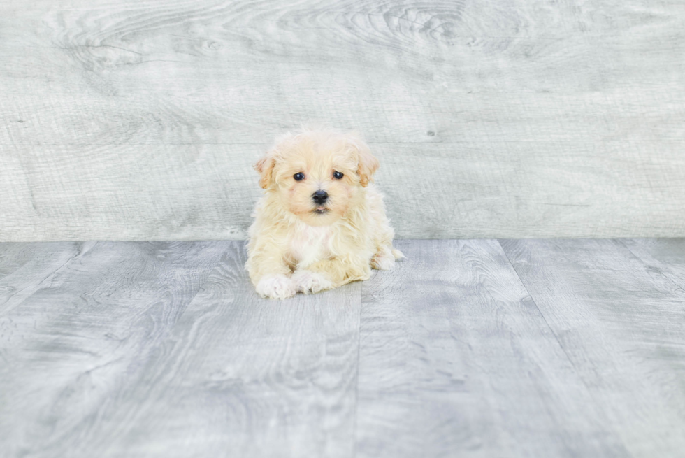 Happy Maltipoo Baby