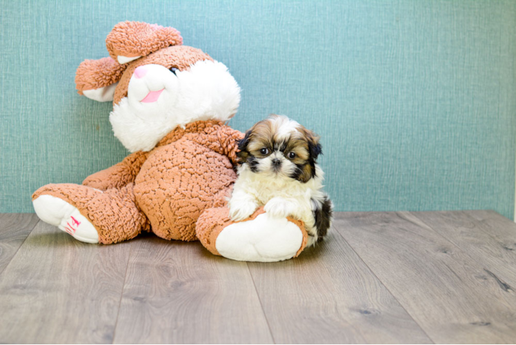 Teddy Bear Pup Being Cute