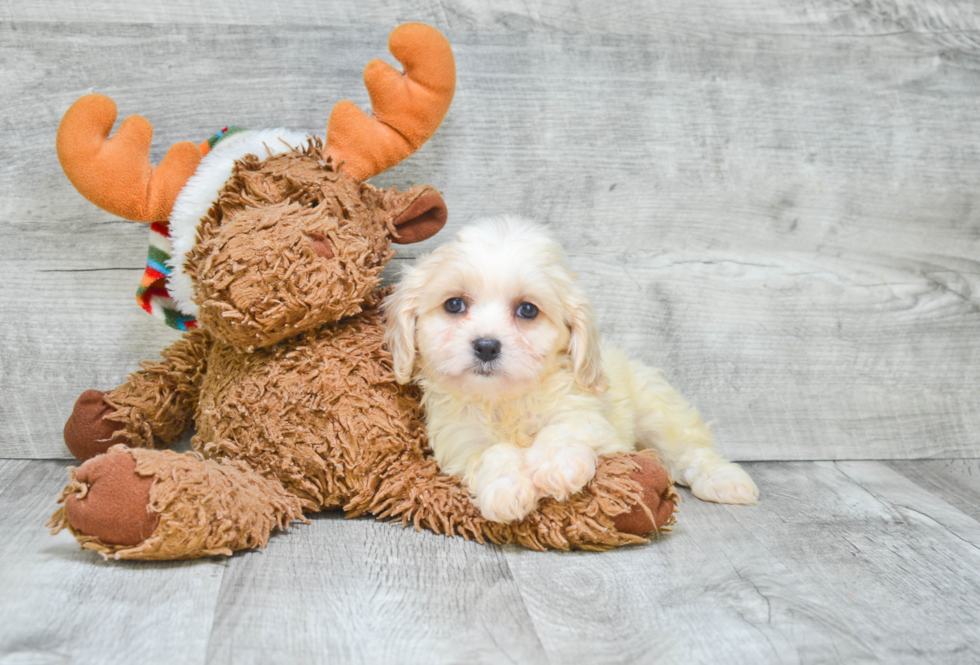 Petite Cavachon Designer Pup