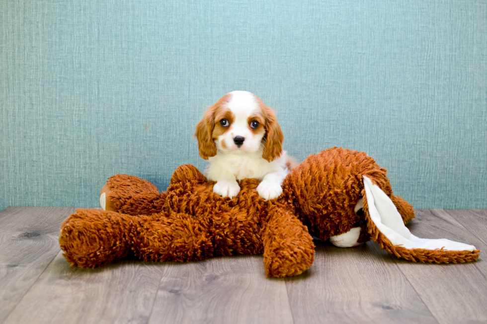 Best Cavalier King Charles Spaniel Baby