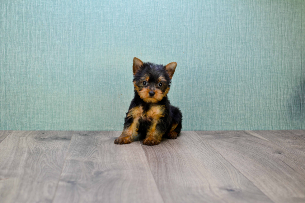 Meet Tinkerbell - our Yorkshire Terrier Puppy Photo 