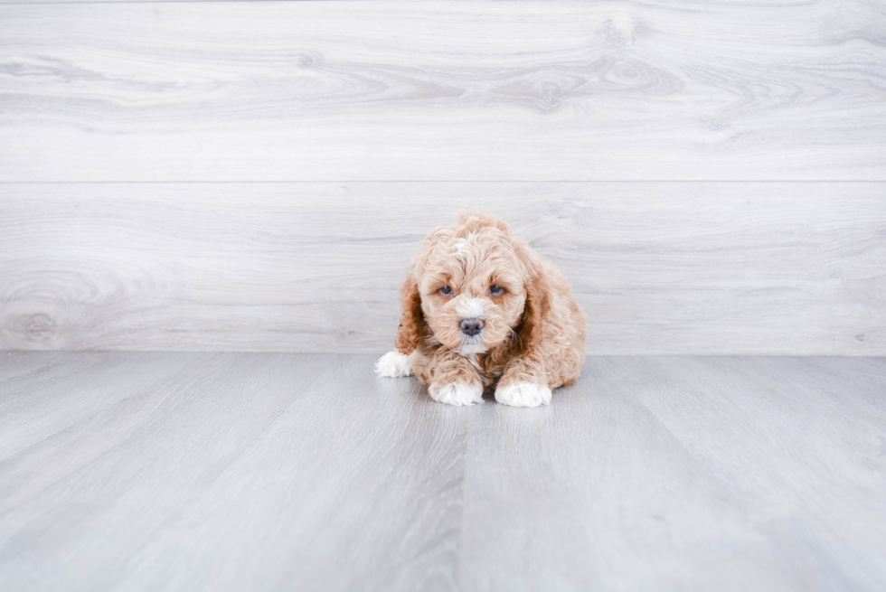 Playful Cockerpoo Poodle Mix Puppy