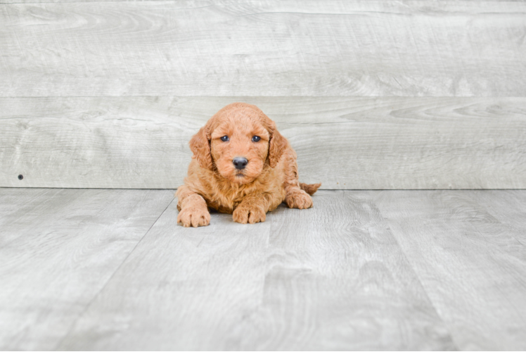 Best Mini Goldendoodle Baby